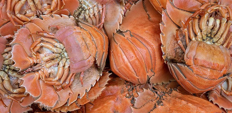 aussie-food-wine-bugs.jpg aussie-food-wine-bugs.jpg
