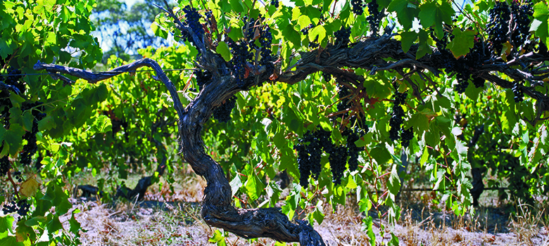 darenberg-oldVines-in-article.jpg