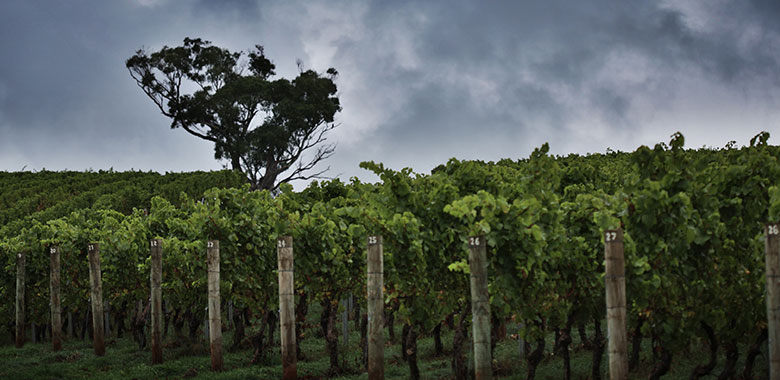 Tamar-Valley-Darymple-article2.jpg Tamar-Valley-Darymple-article2.jpg