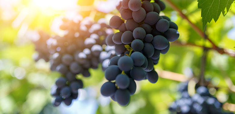 Sugar-in-Wine-article1.jpg Sugar-in-Wine-article1.jpg