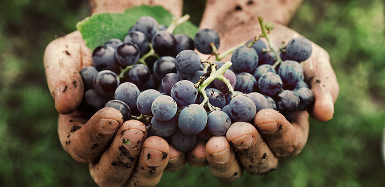 Sugar-in-Wine-article3.jpg Sugar-in-Wine-article3.jpg