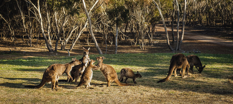 JanFeb19-Kangaroo-artRec4.jpg JanFeb19-Kangaroo-artRec4.jpg