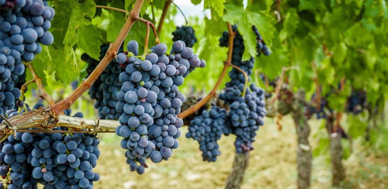sangiovese-article-1.jpg sangiovese-article-1.jpg
