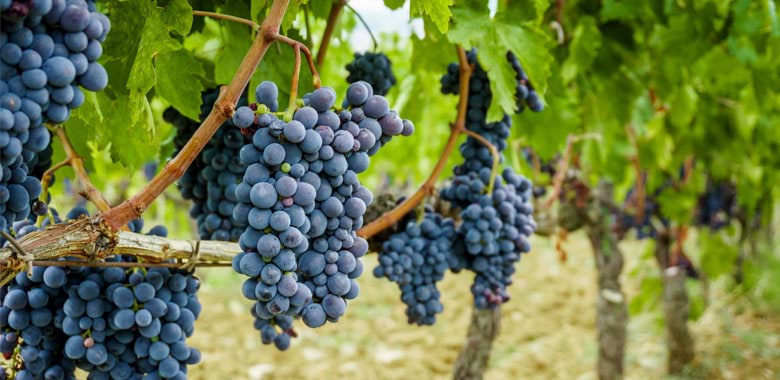 sangiovese-article-1.jpg