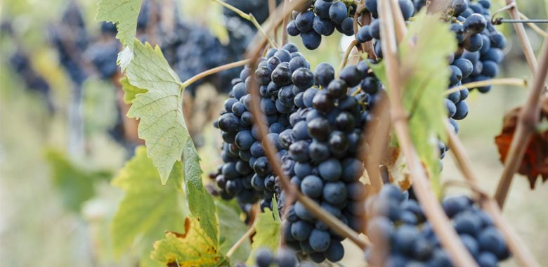 sangiovese-article-2.jpg sangiovese-article-2.jpg