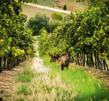 JulAug19-McLarenVale-ArtSq8.jpg JulAug19-McLarenVale-ArtSq8.jpg