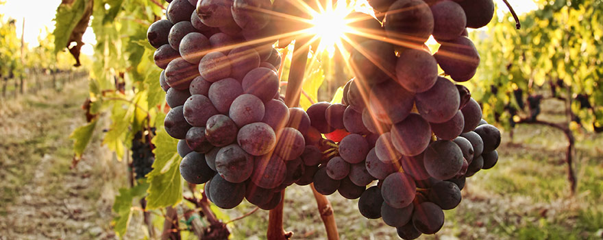 wine-varieties-cabfranc.jpg wine-varieties-cabfranc.jpg