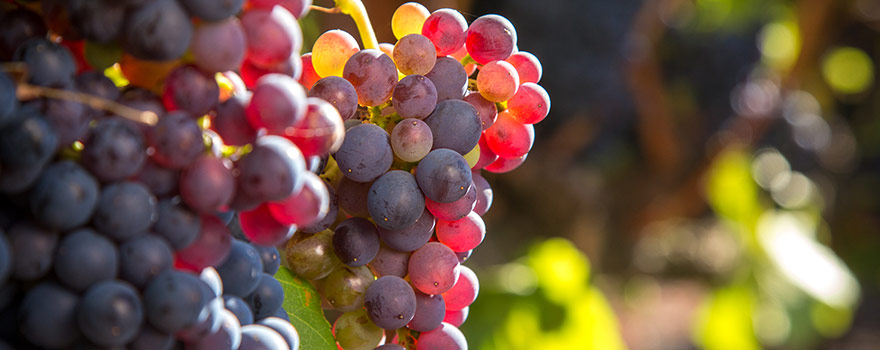 wine-varieties-red-grenache.jpg wine-varieties-red-grenache.jpg