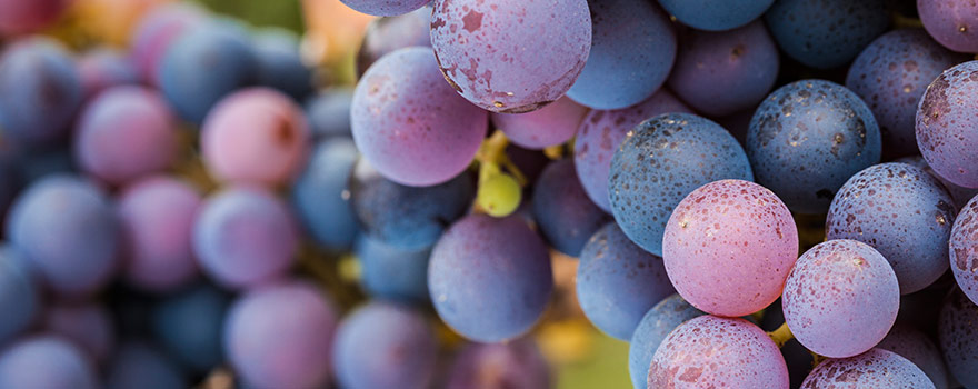 wine-varieties-red-pinot-noir.jpg wine-varieties-red-pinot-noir.jpg
