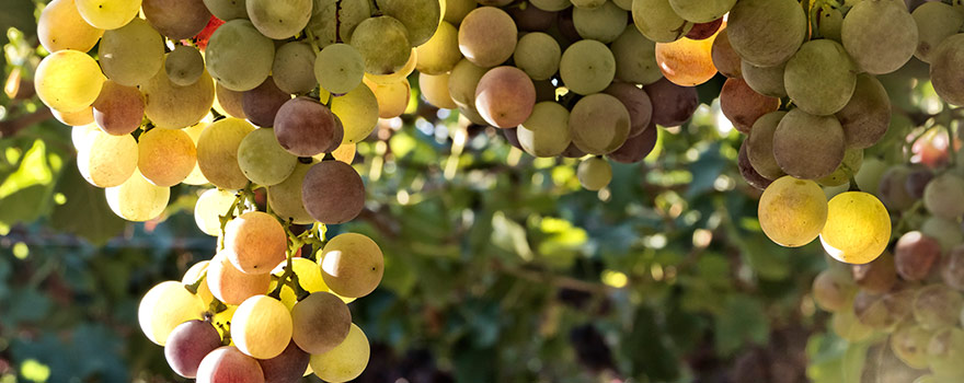 wine-varieties-white-riesling.jpg wine-varieties-white-riesling.jpg