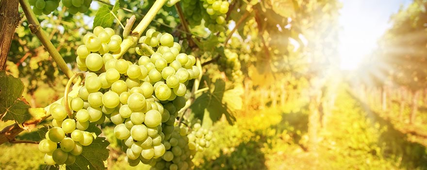 wine-varieties-white-sauv-blanc.jpg wine-varieties-white-sauv-blanc.jpg