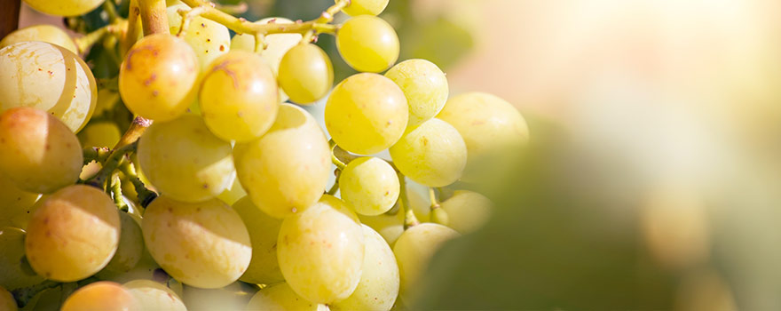 wine-varieties-white-semillon.jpg wine-varieties-white-semillon.jpg