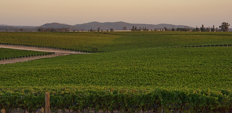 View of the 508 hectares of Cumulus Wine's high-altitude vineyard in Orange