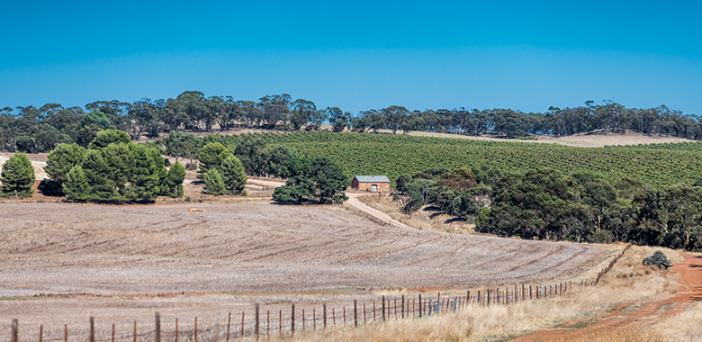 Outlook onto Thorn-Clarke winery and vineyard in the Barossa Valley