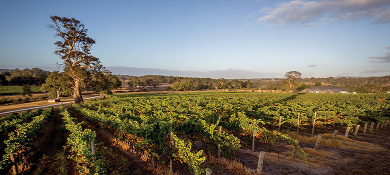 Wicks Estate in the Adelaide Hills is renowned for its Pinor Grigio