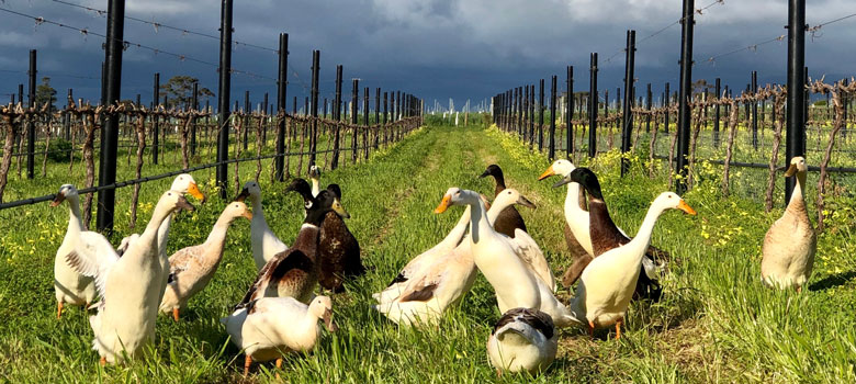 Angove-Organic-Runner-Ducks-Web.jpg Angove-Organic-Runner-Ducks-Web.jpg