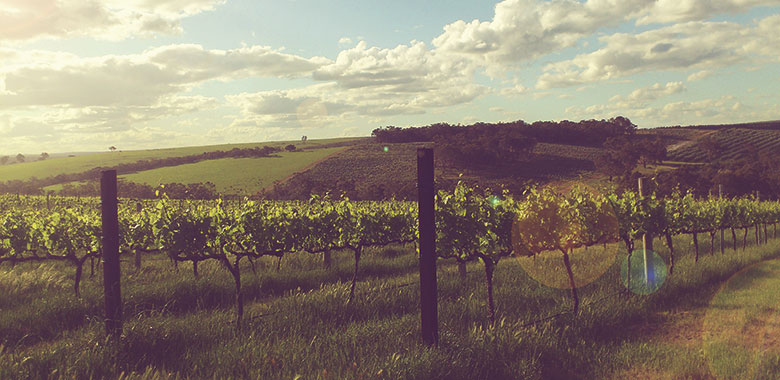 Emerging West Australian Pinot Noir from Great Southern Albany Denmark Frankland River Mount Barker and Porongorup